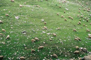 scattered sheep